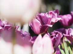 アイスチューリップ