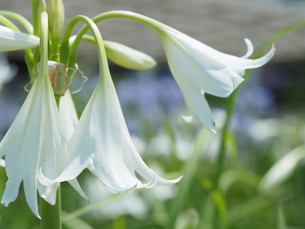 インドハマユウ