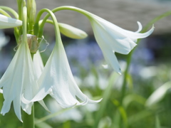 インドハマユウ