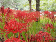 曼珠沙華