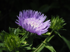 日の光を求めて