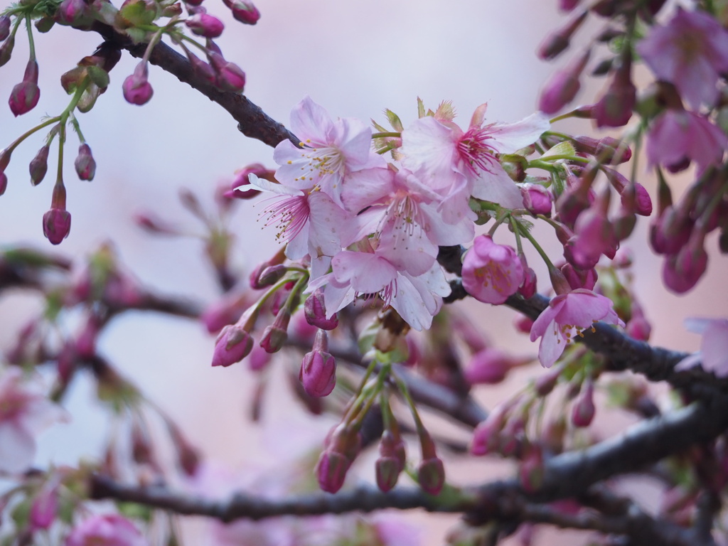 一足早い春景色
