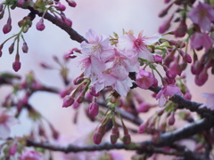 一足早い春景色