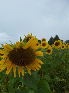 ひまわり