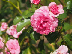 ロイヤルポニア