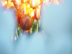 アイスチューリップ