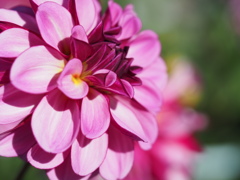 アメジストオープ