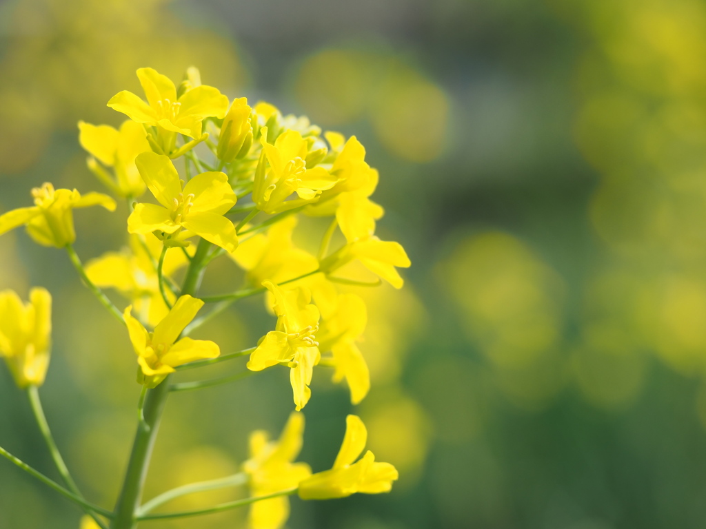 菜の花