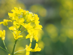 菜の花
