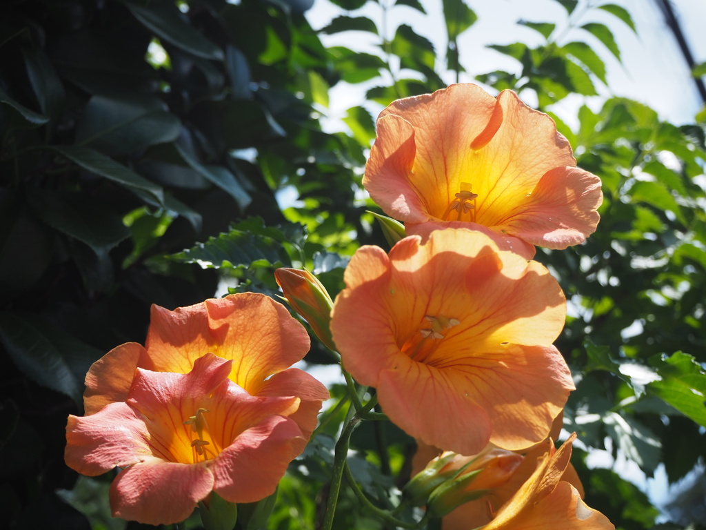 ノウゼンカズラ