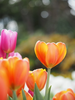 アイスチューリップ