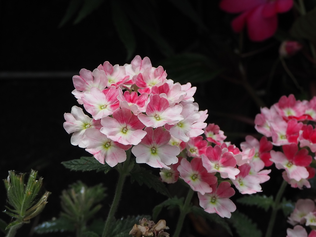 フリルのように