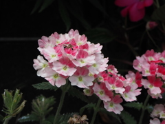 フリルのように