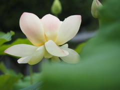 蓮の花
