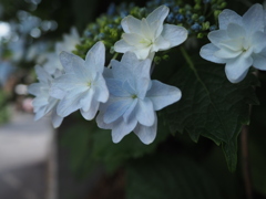 葉の影で雨宿りしているあじさい