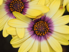 押しくらまんじゅう