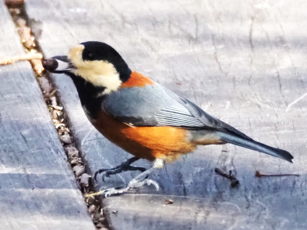 美味しいもの見つけた