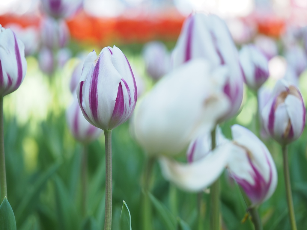 白いチューリップ