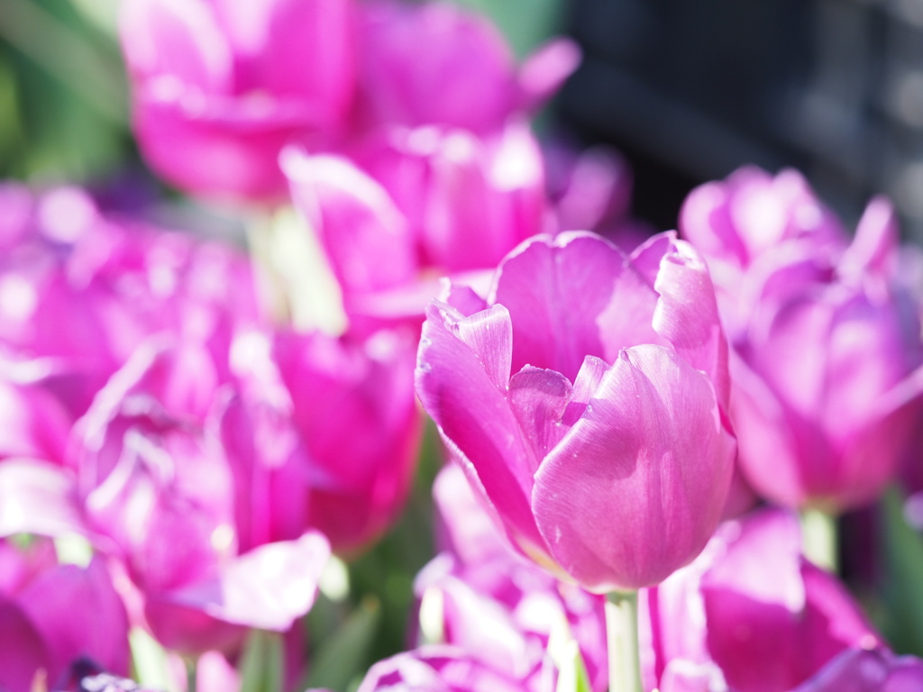 アイスチューリップ