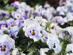 怒った顔や困った顔がいっぱい