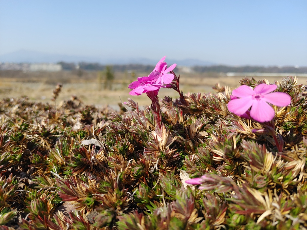 咲き始めの芝桜