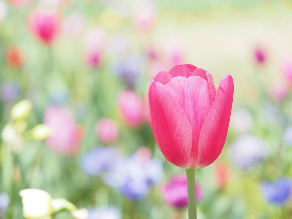 春の花壇は鮮やかです