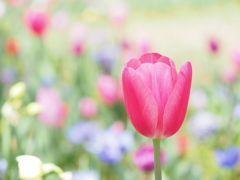 春の花壇は鮮やかです