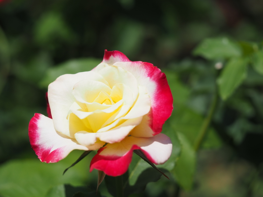 ダブルデライト