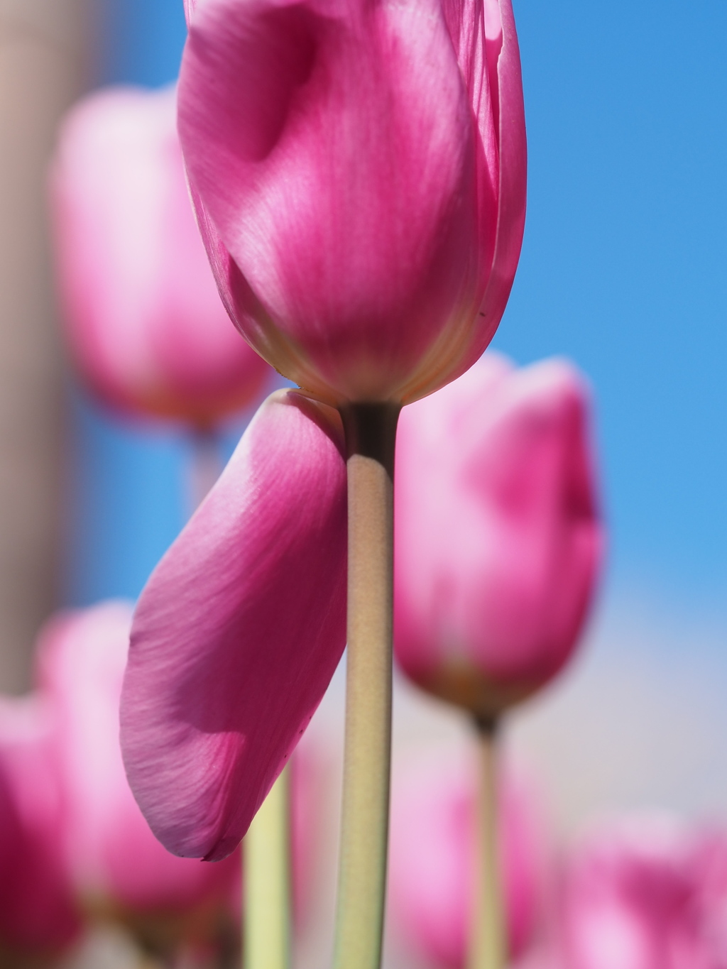 アイスチューリップ