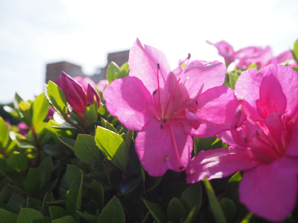 雨の合間に陽を浴びて