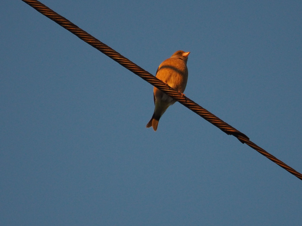 初日の出を浴びながら