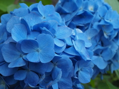 蒼の世界