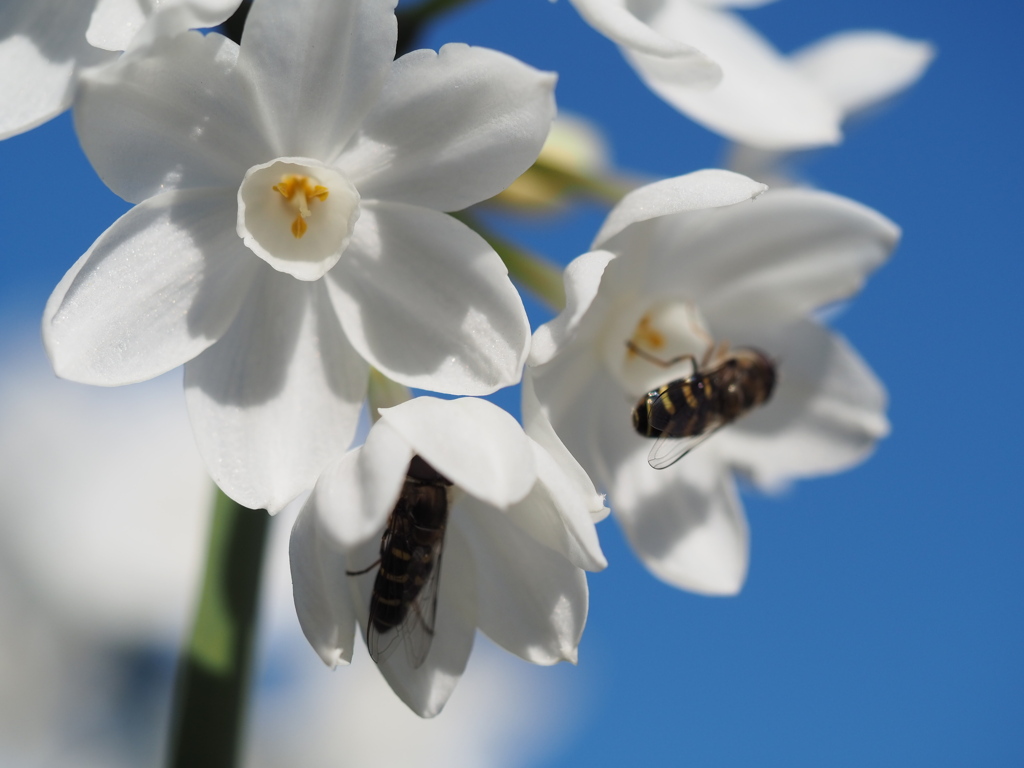 水仙と青空