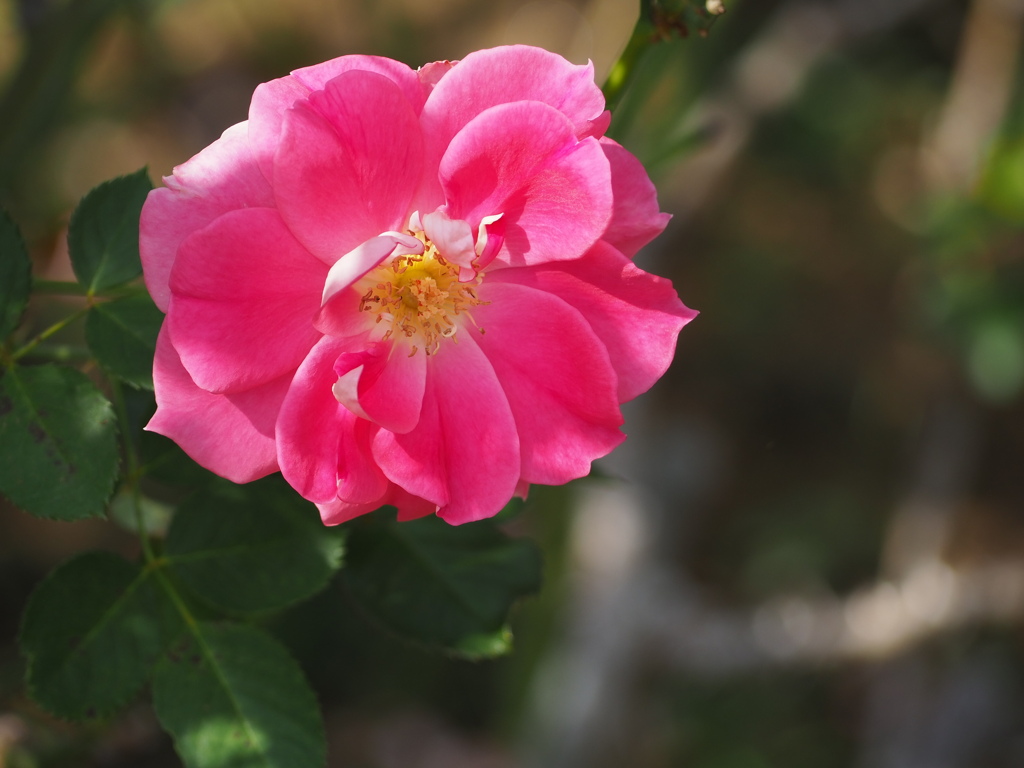 ケアフリーワンダー