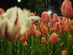 夜の花壇