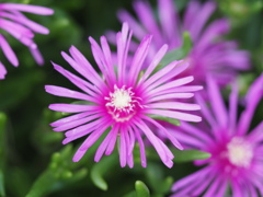 庭に咲く花火のような松の葉菊