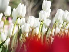 アイスチューリップ