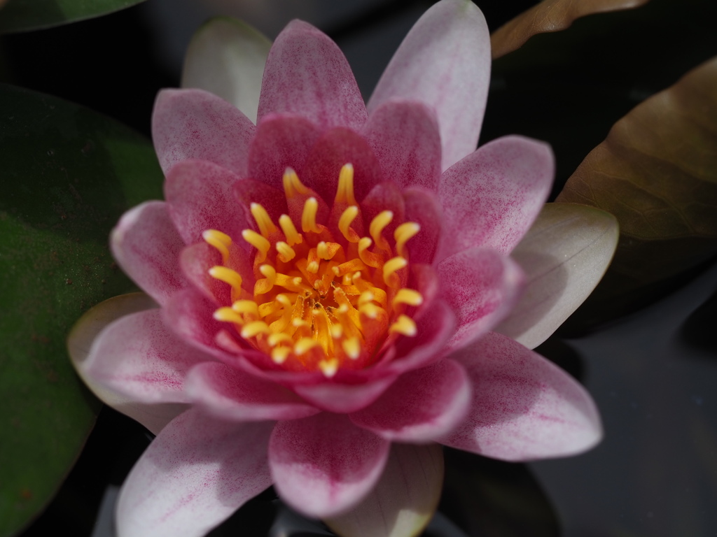 ありがたい色合いです