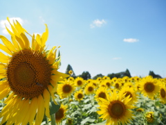 ひまわり