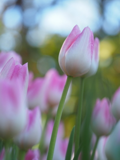 アイスチューリップ