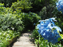 紫陽花ロード