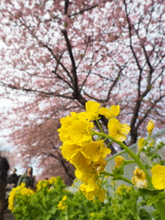 菜の花と河津桜