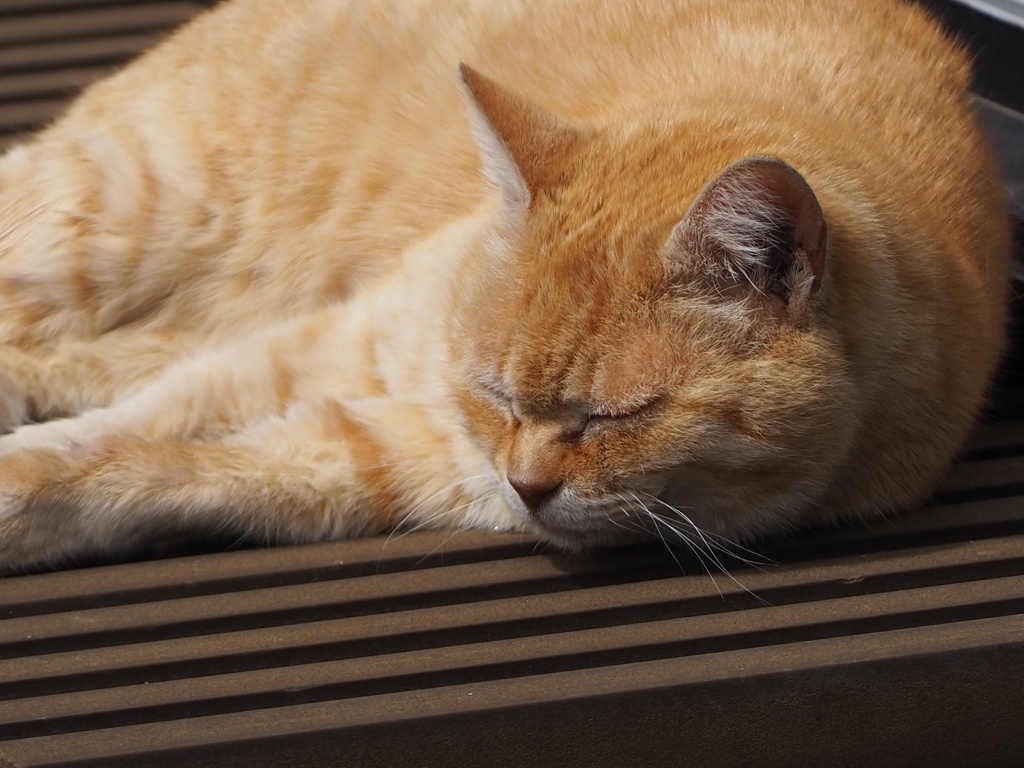 春の日射しを浴びて