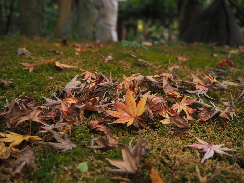 落ち葉