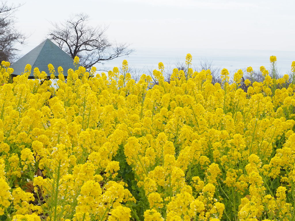 菜の花