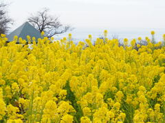 菜の花