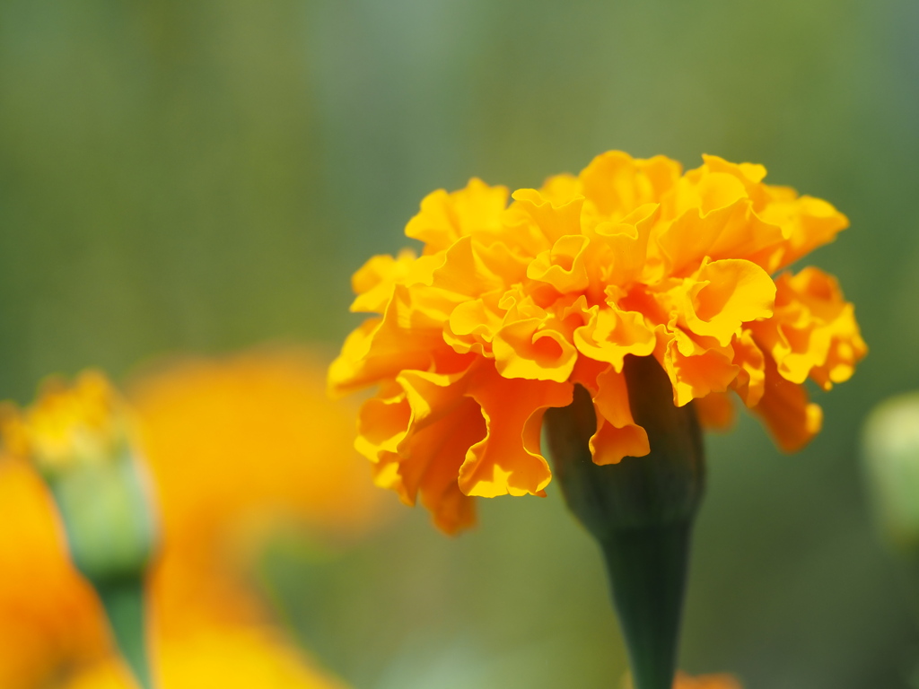 マリーゴールド