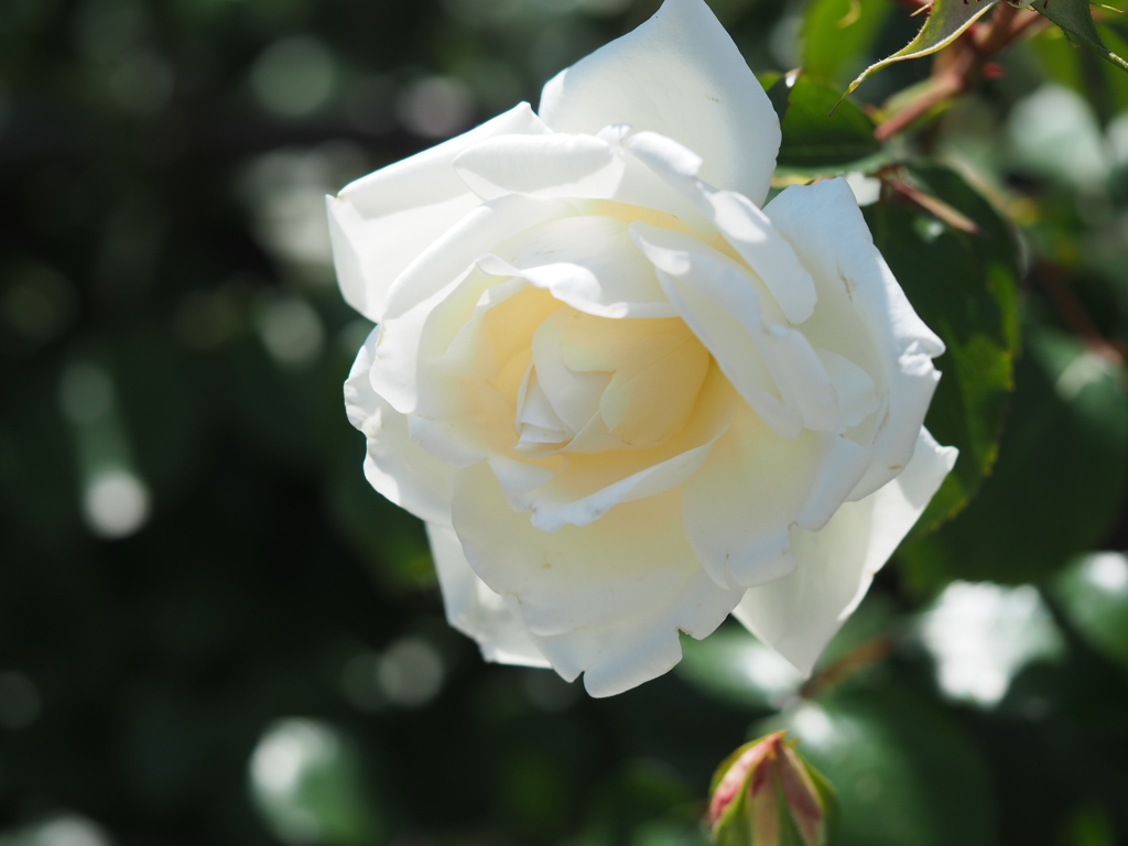 春の日差しと白バラ