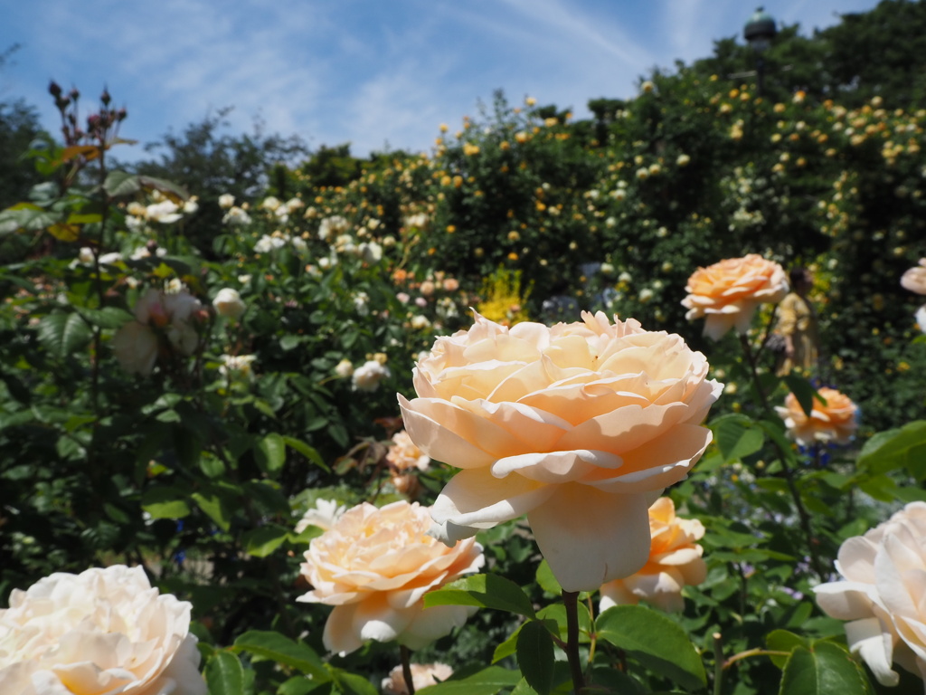 バラ園