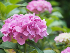 紫陽花